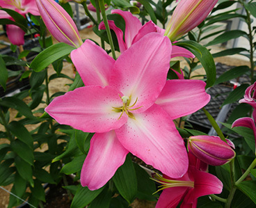 ユリの新品種「HANACUPID  Lily」視察が行われました。