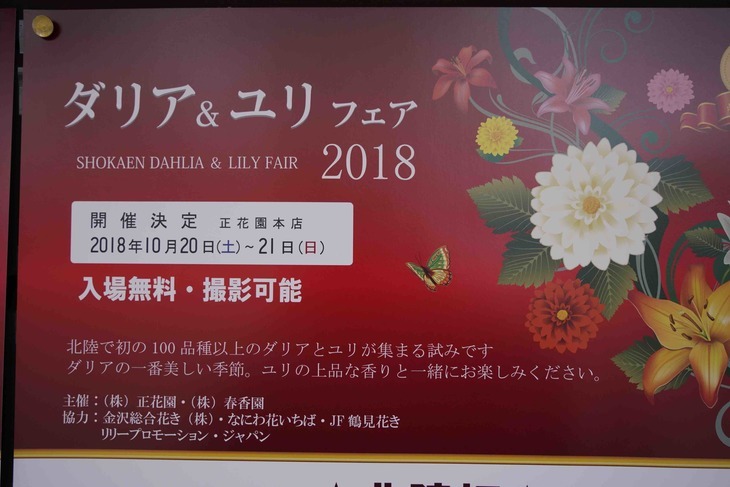 金沢市正花園本店で「ダリア＆ユリフェア2018」が開催