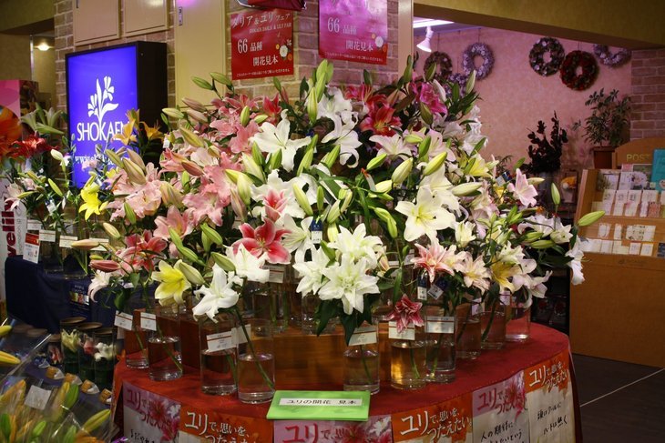 金沢市正花園本店で「ダリア＆ユリフェア2019」が開催